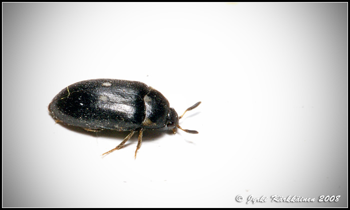 Attagenus pellio Pilkkuturkiskuoriainen