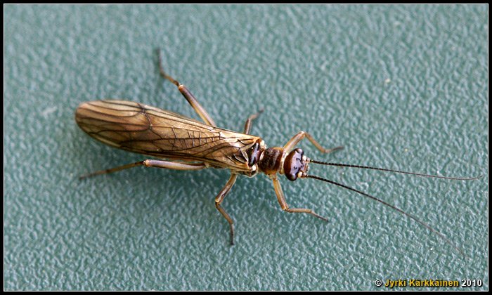 Nemoura sp. Koipikorri