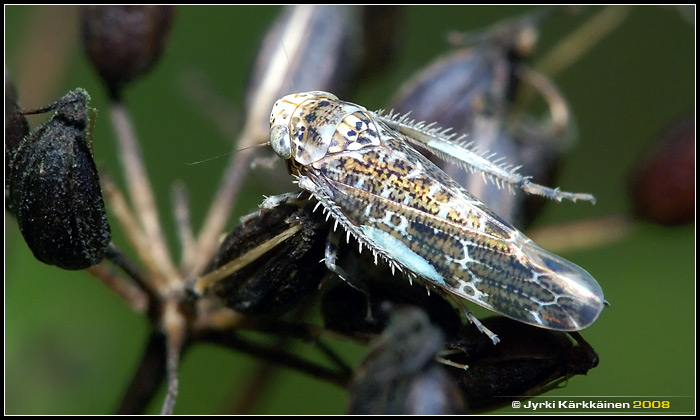 Allygus  mixtus Kpikaskas