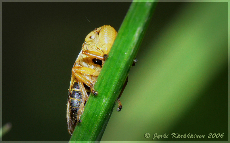 Philaenus  spumarius Sylkikaskas