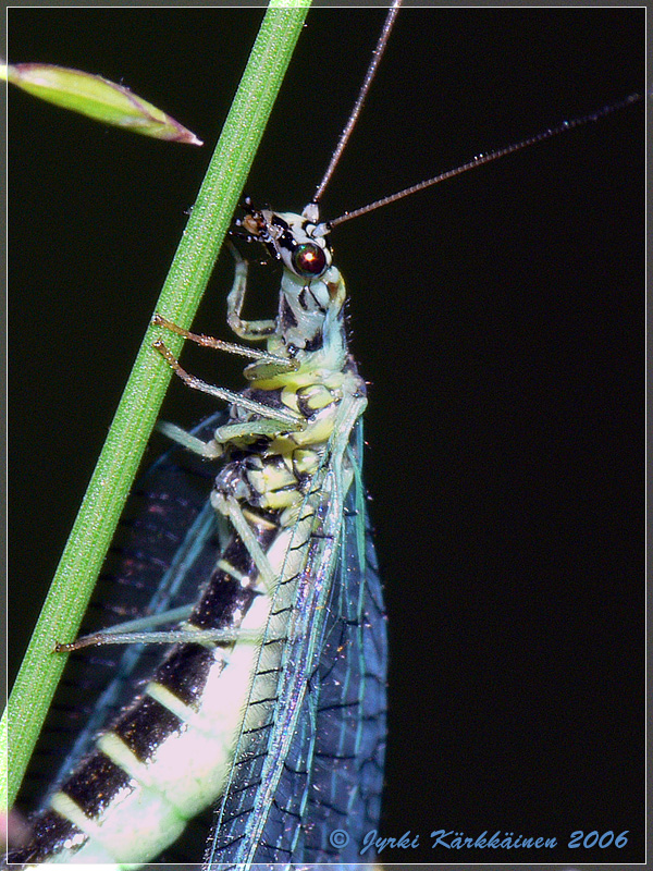 Chrysopa  perla Harsokorento