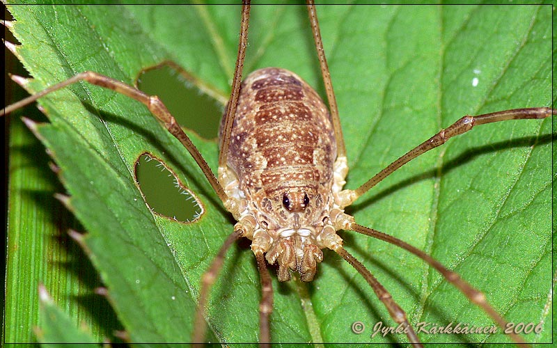 Phalangium / Mitopus Lukki