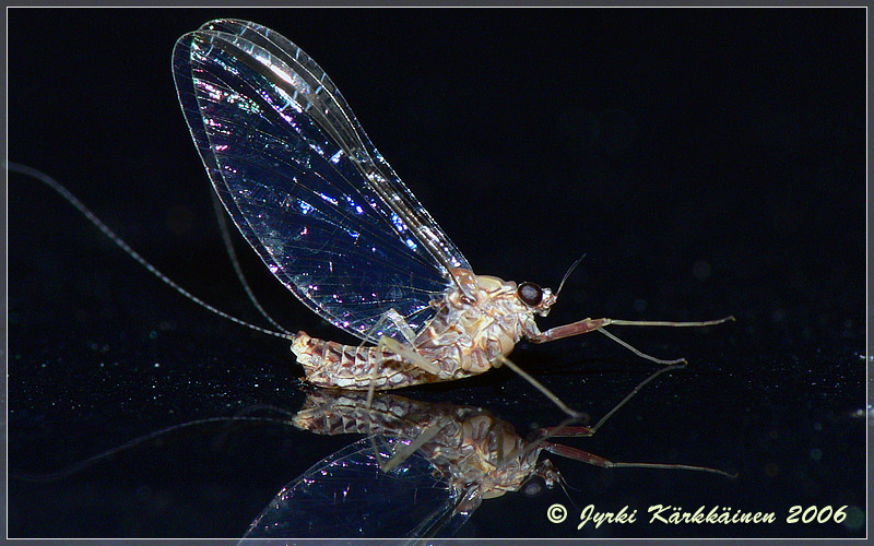 Cloeon  dipterum Kaksisiipisurviainen