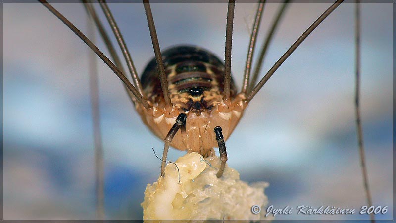 Phalangium opilio Seinlukki