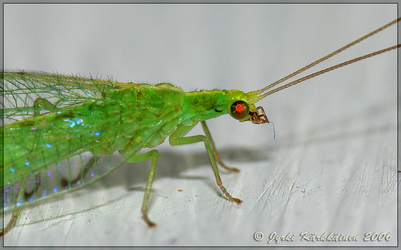 Nineta vittata Harsokorento