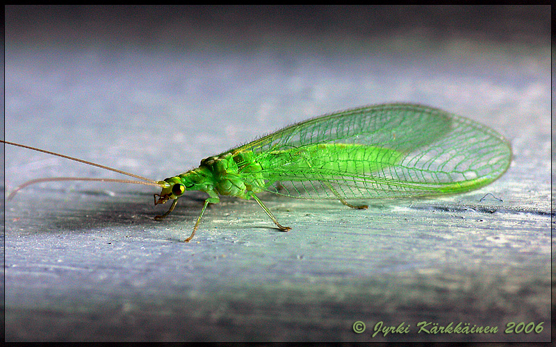 Nineta vittata Harsokorento