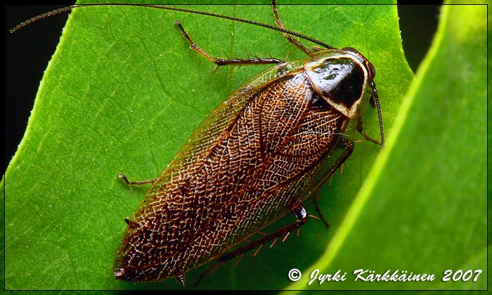 Ectobius sylvestris Metstorakka