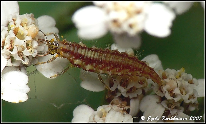 - Harsokorennon toukka