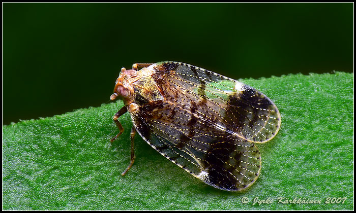 Cixius sp. Kannusjalkakaskas